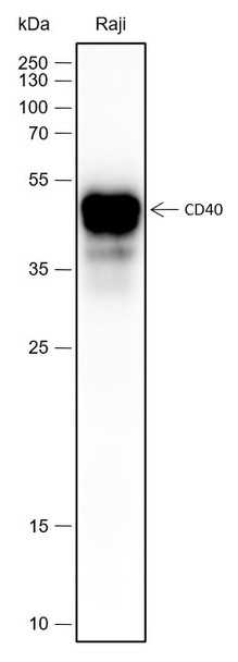 Recombinant CD40 Monoclonal Antibody (AGEL6636)