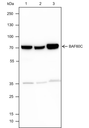 Recombinant BAF60C Monoclonal Antibody (AGEL6650)