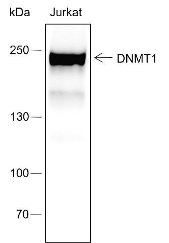 Recombinant DNMT1 Monoclonal Antibody (AGEL6655)