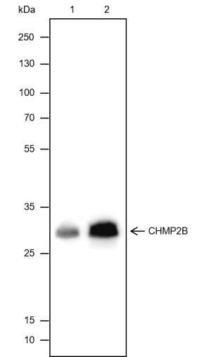 Recombinant CHMP2B Monoclonal Antibody (AGEL6660)