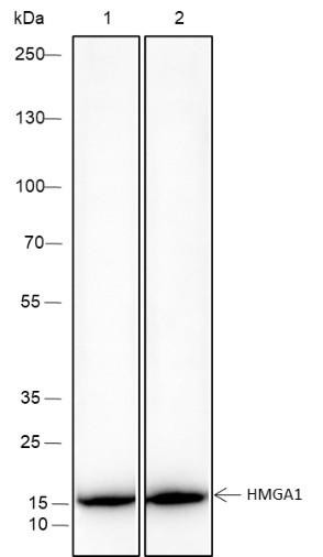 Recombinant HMGA1 Monoclonal Antibody (AGEL6661)