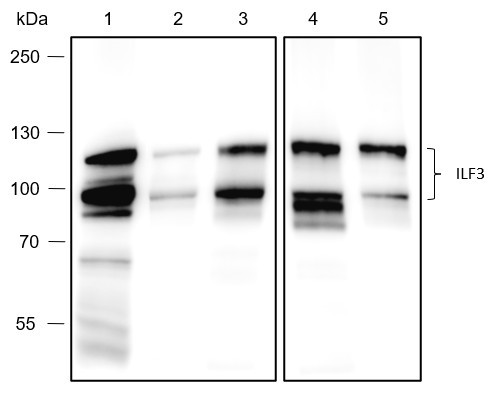 Recombinant ILF3 Monoclonal Antibody (AGEL6685)