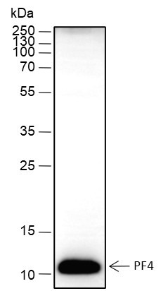 Recombinant PF4 Monoclonal Antibody (AGEL6695)