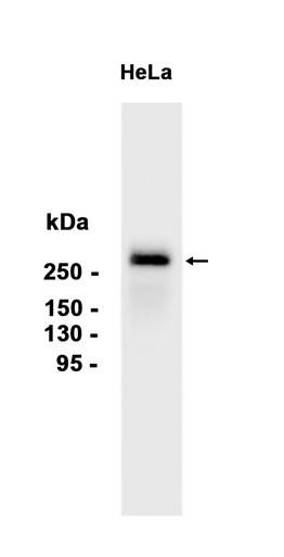 Recombinant CHD3 Monoclonal Antibody (AGEL6698)