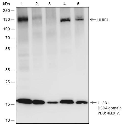 Recombinant LILRB1 Monoclonal Antibody (AGEL6700)