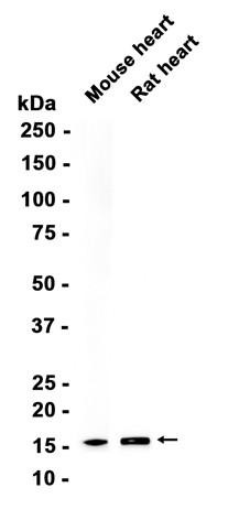 Recombinant COX IV Monoclonal Antibody (AGEL6701)