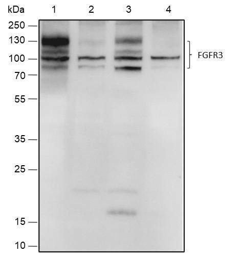 Recombinant FGFR3 Monoclonal Antibody (AGEL6711)