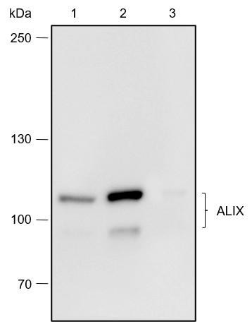 Recombinant ALIX Monoclonal Antibody (AGEL6712)
