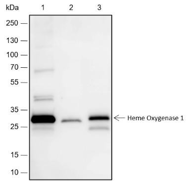Recombinant Heme Oxygenase 1 Monoclonal Antibody (AGEL6721)