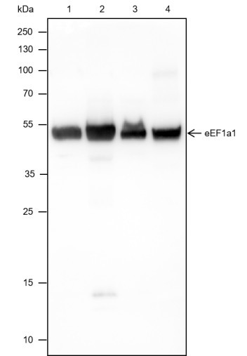 Recombinant eEF1A1 Monoclonal Antibody (AGEL6736)