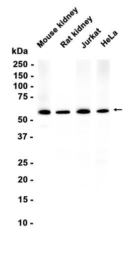 Recombinant Cdc23 Monoclonal Antibody (AGEL6737)
