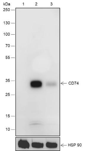 Recombinant CD74 Monoclonal Antibody (AGEL6750)