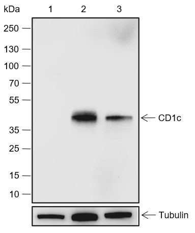 Recombinant CD1c Monoclonal Antibody (AGEL6770)