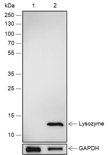 Recombinant Lysozyme Monoclonal Antibody (AGEL6795)