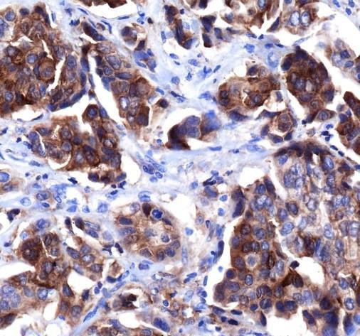 Recombinant HER4/ErbB4 Monoclonal Antibody (AGEL6799)