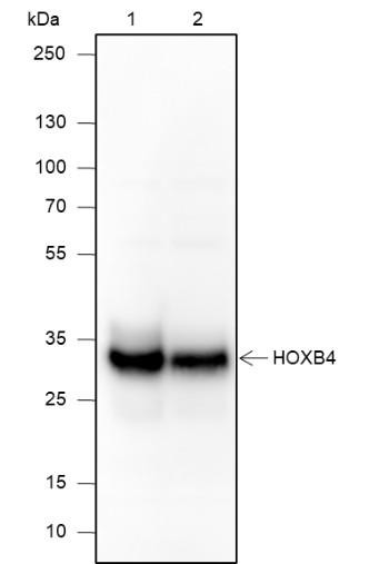 Recombinant HOXB4 Monoclonal Antibody (AGEL6808)
