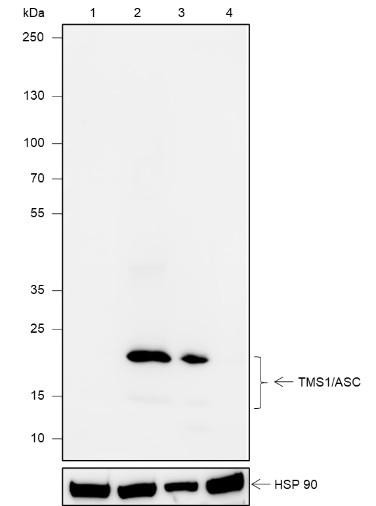 Recombinant TMS1/ASC Monoclonal Antibody (AGEL6829)