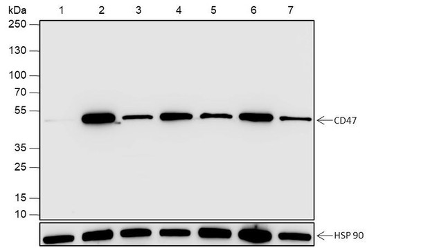 Recombinant CD47 Monoclonal Antibody (AGEL6862)