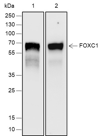 Recombinant FOXC1 Monoclonal Antibody (AGEL6873)