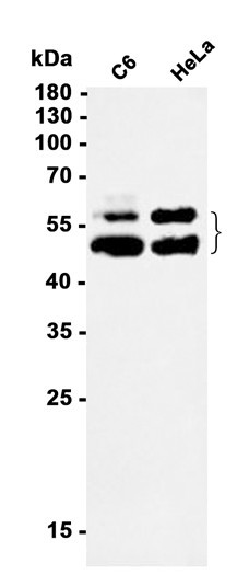 Recombinant NFIB Monoclonal Antibody (AGEL6876)