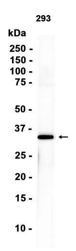 Recombinant RPS3 Monoclonal Antibody (AGEL6883)