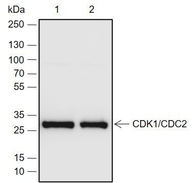 Recombinant CDK1/Cdc2 Monoclonal Antibody (AGEL6895)