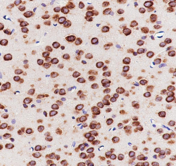 Recombinant eIF3G Monoclonal Antibody (AGEL6899)