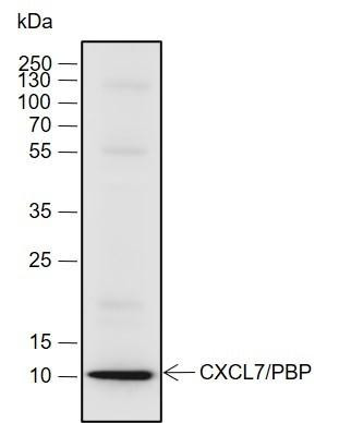 Recombinant CXCL7/PBP Monoclonal Antibody (AGEL6918)