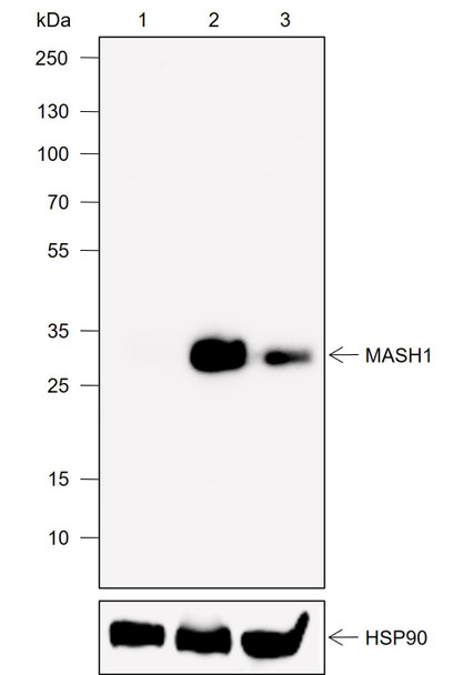 Recombinant MASH1 Monoclonal Antibody (AGEL6924)