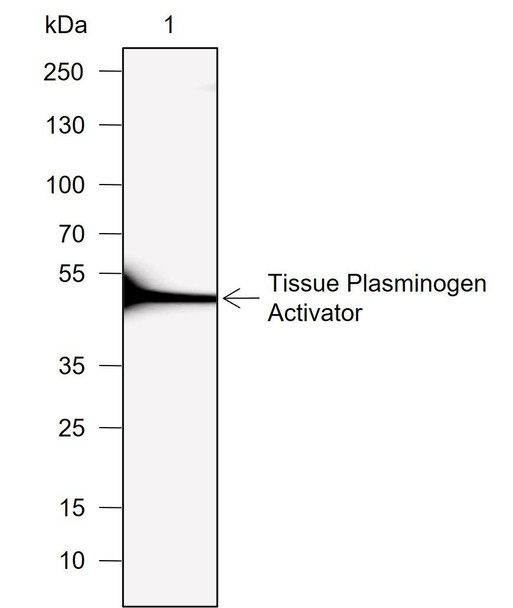 Recombinant Tissue Plasminogen Activator Monoclonal Antibody (AGEL6931)