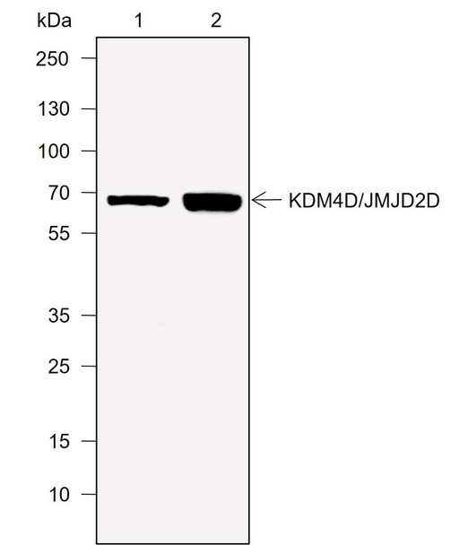 Recombinant JMJD2D Monoclonal Antibody (AGEL6944)