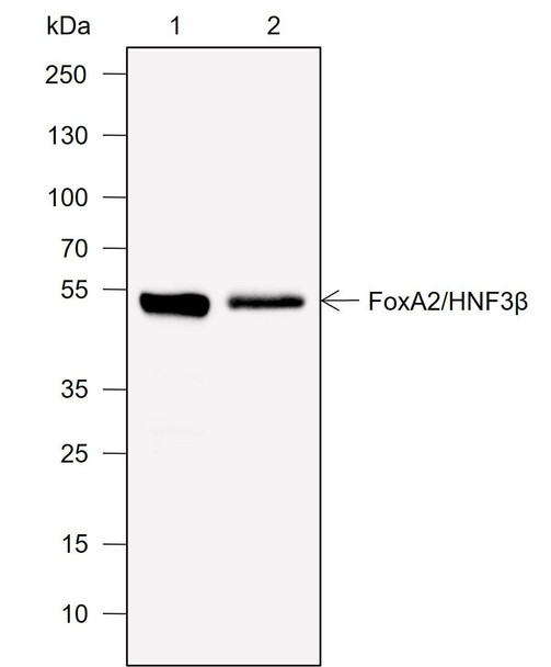 Recombinant FOXA2 Monoclonal Antibody (AGEL6949)