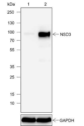 Recombinant NSD3 Monoclonal Antibody (AGEL6952)
