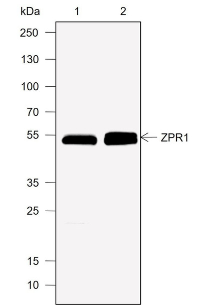 Recombinant ZPR1 Monoclonal Antibody (AGEL6953)
