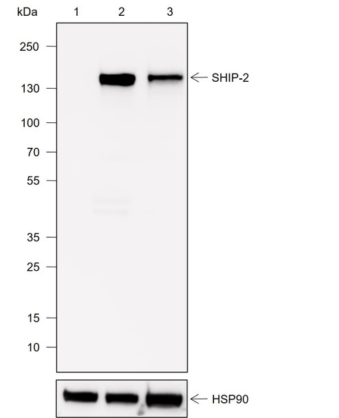 Recombinant SHIP-2 Monoclonal Antibody (AGEL6955)