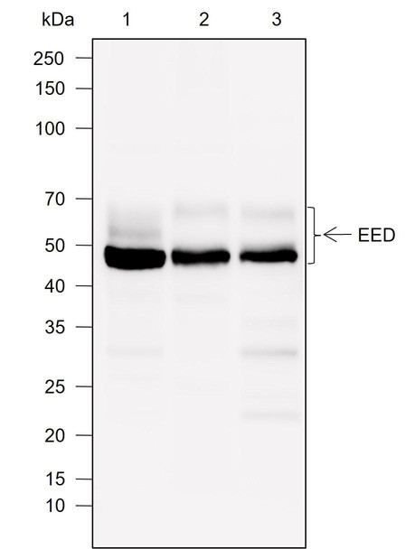 Recombinant EED Monoclonal Antibody (AGEL6961)