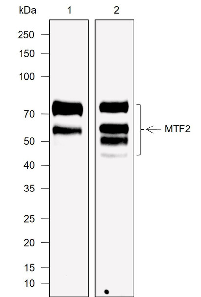 Recombinant MTF2 Monoclonal Antibody (AGEL6962)