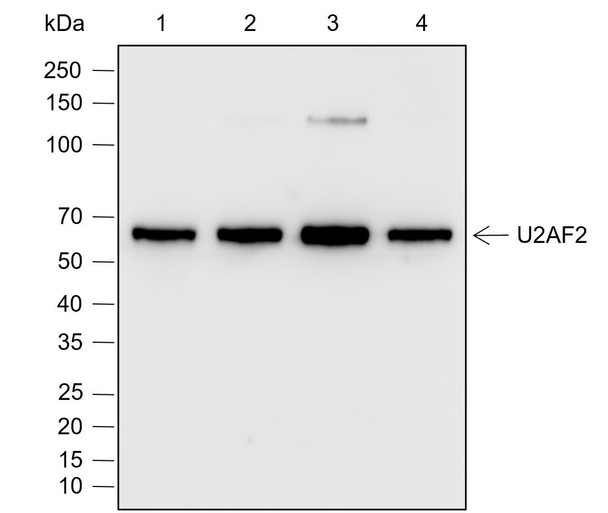 Recombinant U2AF2 Monoclonal Antibody (AGEL6984)