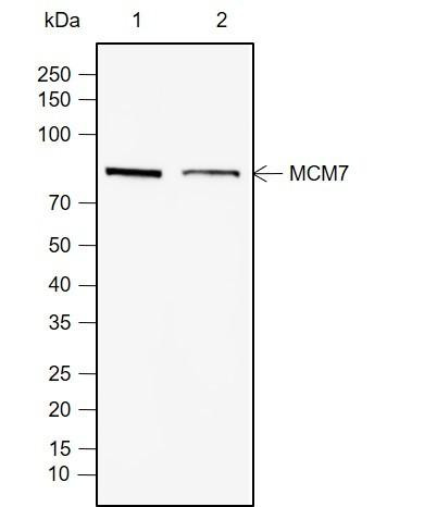 Recombinant MCM7 Monoclonal Antibody (AGEL6988)