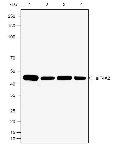 Recombinant eIF4A2 Monoclonal Antibody (AGEL6994)
