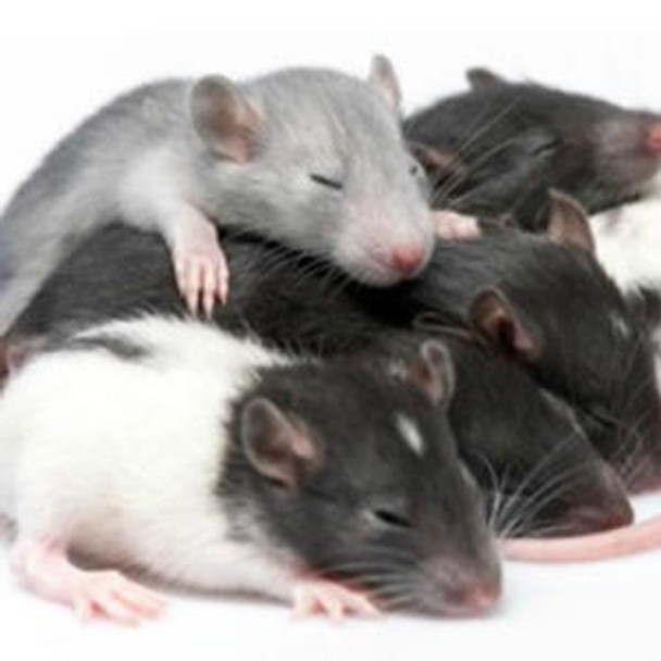 Rat Cell Biology ELISA Kits 3 Rat Dihydropteridine reductase Qdpr ELISA Kit