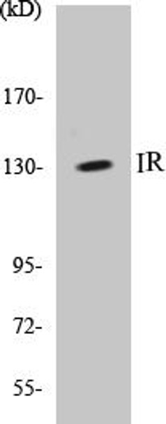 Metabolism IR Colorimetric Cell-Based ELISA Kit