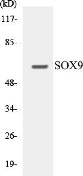 Epigenetics and Nuclear Signaling SOX9 Colorimetric Cell-Based ELISA Kit