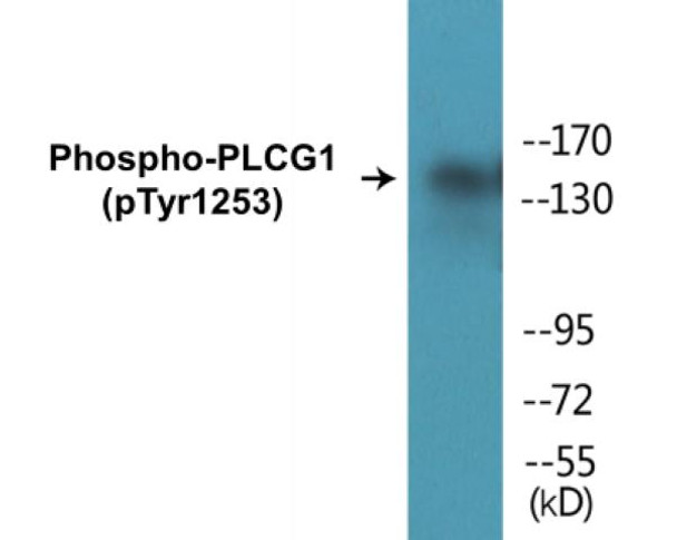 PLCG1 Phospho-Tyr1253 Colorimetric Cell-Based ELISA Kit