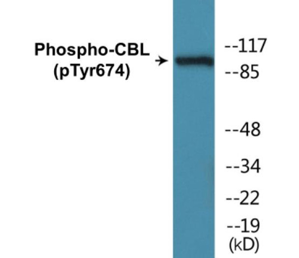 CBL Phospho-Tyr674 Colorimetric Cell-Based ELISA Kit