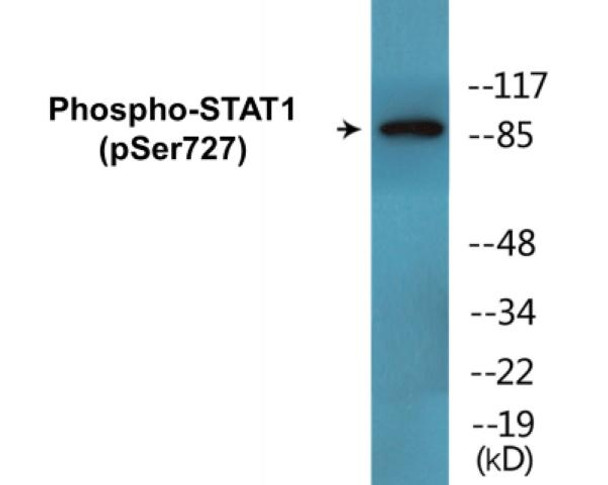 STAT1 Phospho-Ser727 Colorimetric Cell-Based ELISA Kit