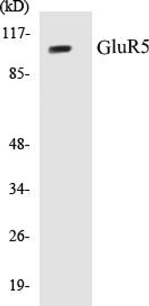 Signal Transduction GluR5 Colorimetric Cell-Based ELISA Kit