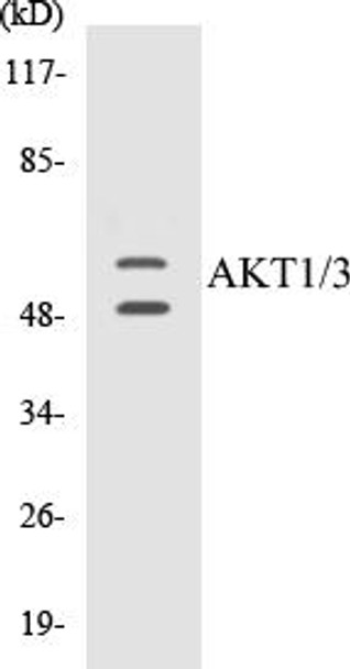 Cell Death AKT1/3 Colorimetric Cell-Based ELISA Kit