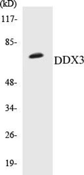 Cell Death DDX3 Colorimetric Cell-Based ELISA Kit