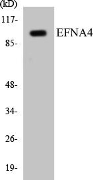 EFNA4 Colorimetric Cell-Based ELISA Kit